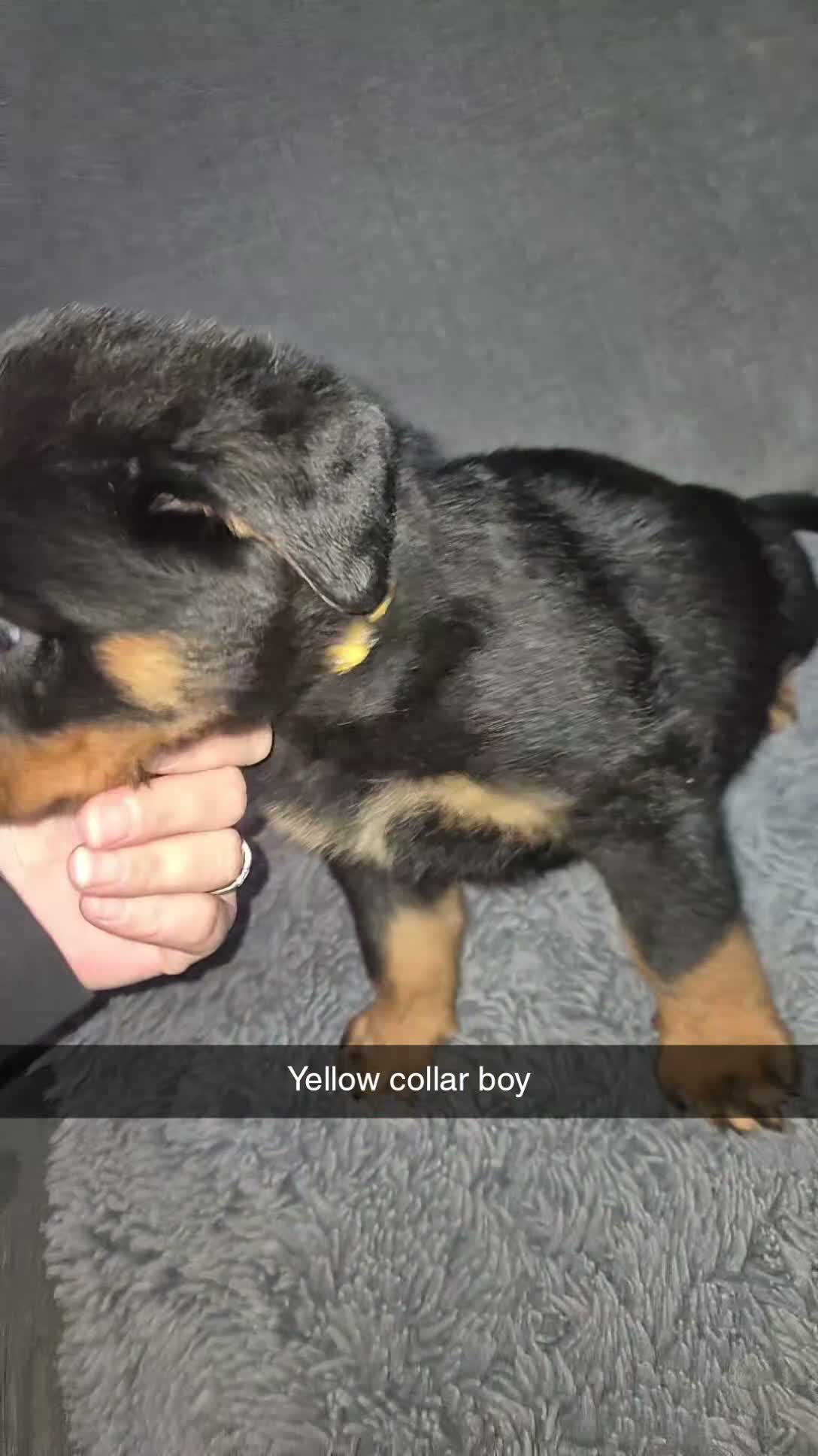 Rottweiler dogs for sale: 8 week old male rottweiler  - Video 1