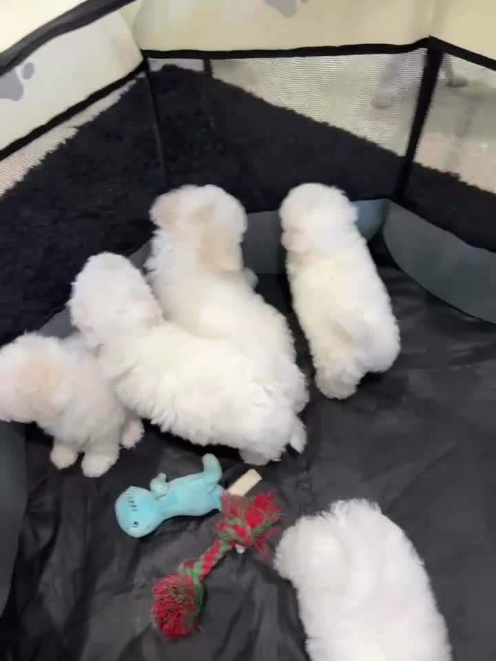 Bichon Frise dogs for sale: Purebred bichon frise - Video 2