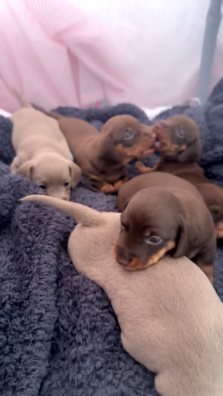 Miniature Dachshund dogs for sale: Miniature dachshund puppies  in Castleford - Video 1