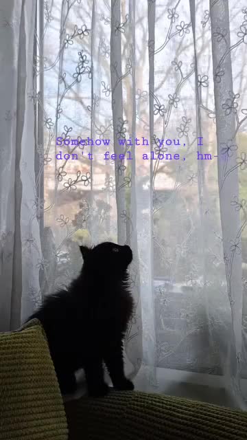 Domestic Shorthair cats for sale: FREE  3 KITTENS LOOKING FOR Forever Home - Video 4