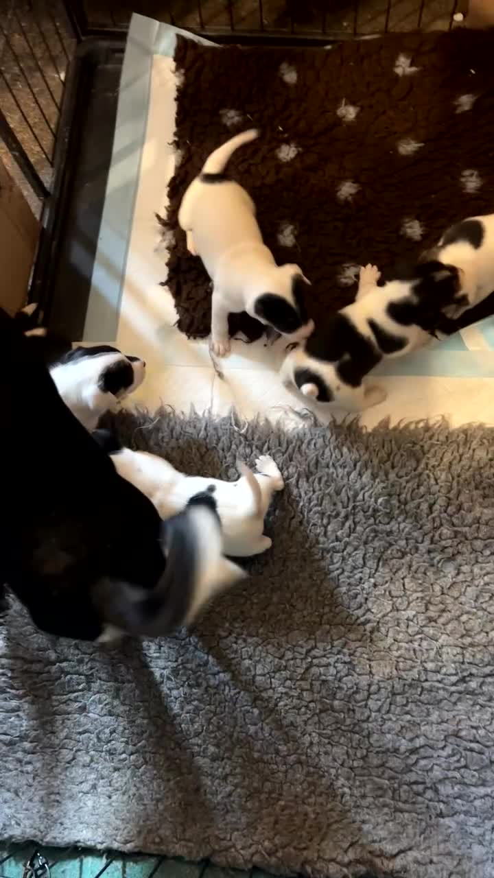 Jack Russell dogs for sale: Beautiful Jack Russell’s  - Video 1