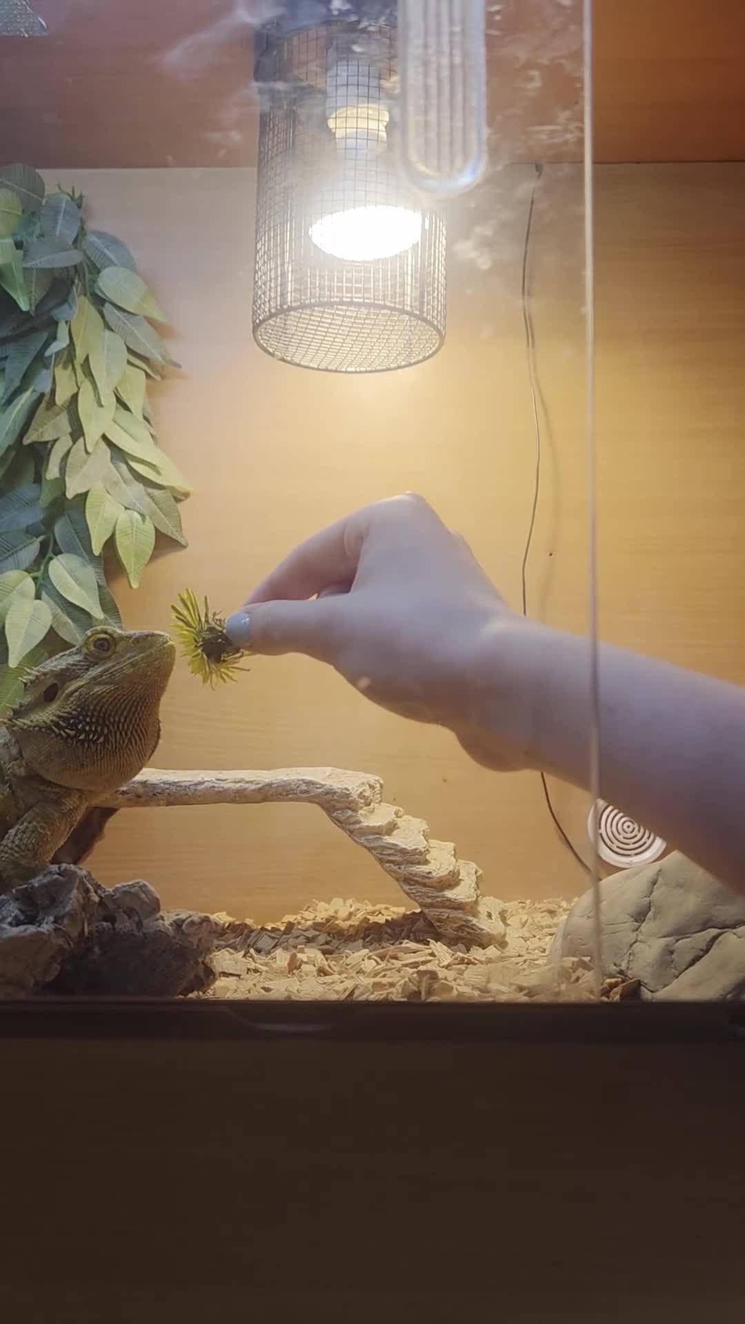 Bearded Dragon reptiles for sale: Female Bearded Dragon  about 4yrs + Setup in York - Video 1