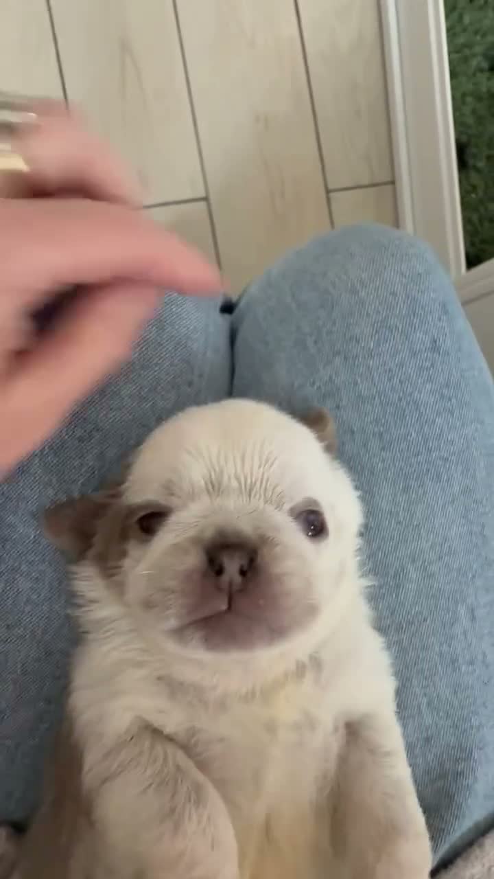 Pug dogs for sale: Kc lilac and choc pugs - 5 star licenced breeder - Video 5