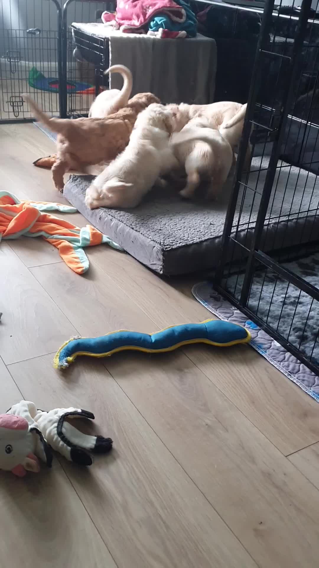 Double Doodle dogs for sale: Goldendoodle/Labradoodle  - Video 4