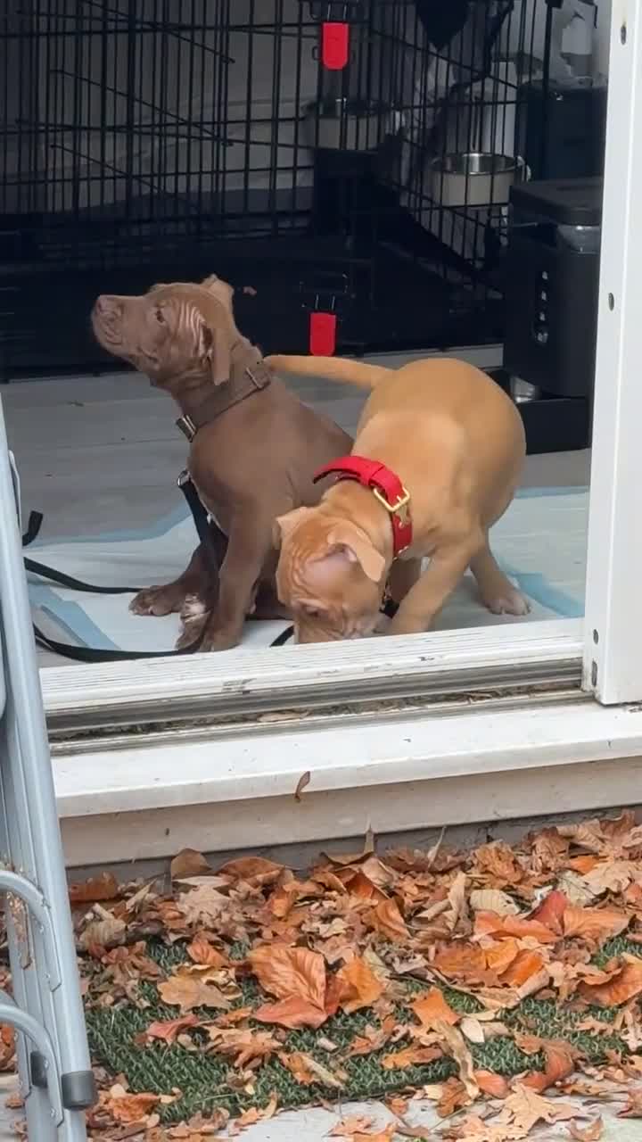 American Bull Staffy dogs for sale: Lovely adorable American Bull Staffy for sale NOW! - Video 1