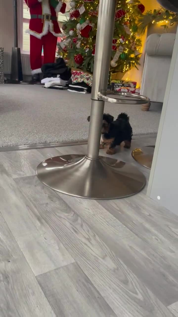 Yorkshire Terrier dogs for sale: Yorkshire terrier puppy in Taunton - Video 1