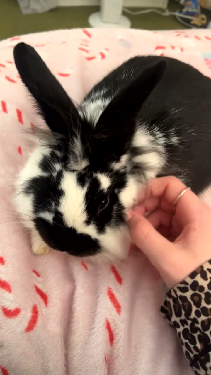 Lionhead rabbits for sale: male lion head bunny in Torquay - Video 1
