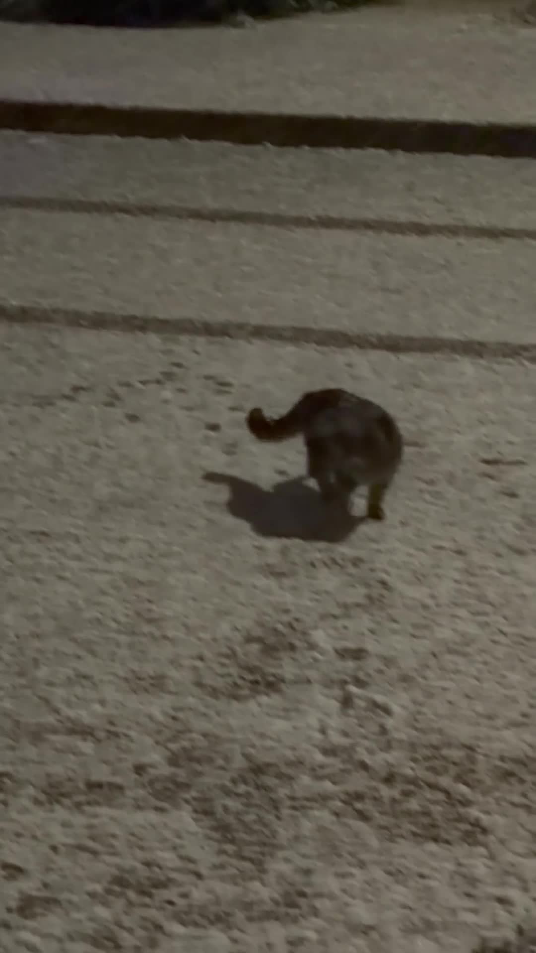 Mixed Breed cats for sale: Beautiful Cats - Video 1