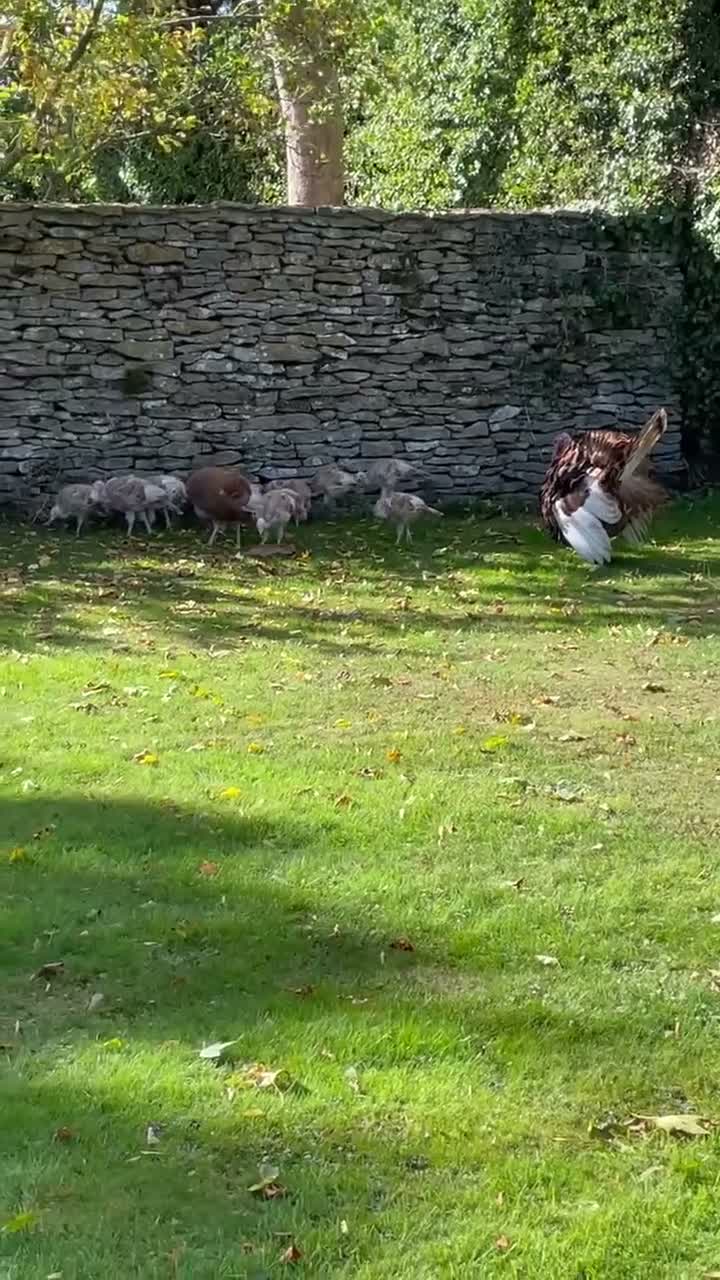 Turkeys poultry for sale: Bourbon Red Turkey poults for sale  in Scarborough - Video 1