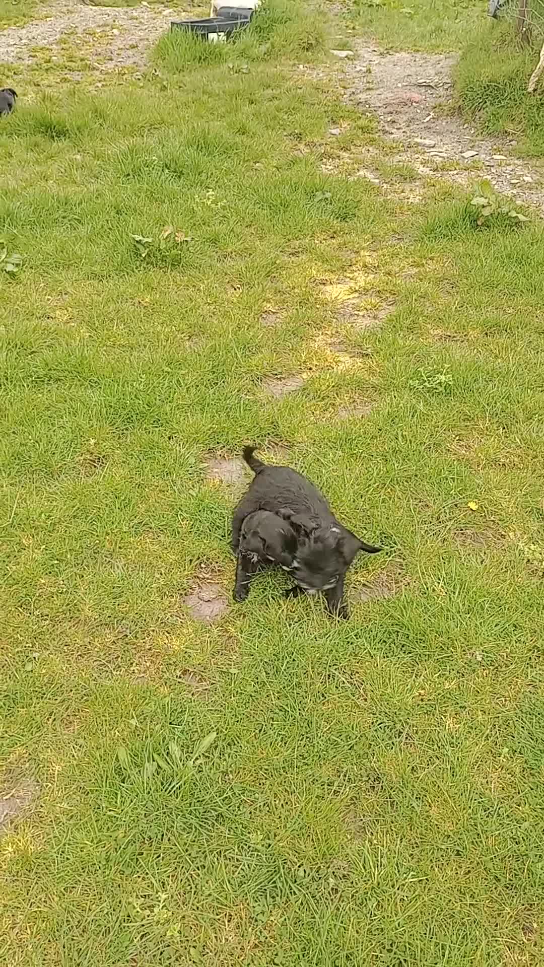 Jackapoo dogs for sale: Adorable Jacapoo,s - Video 2