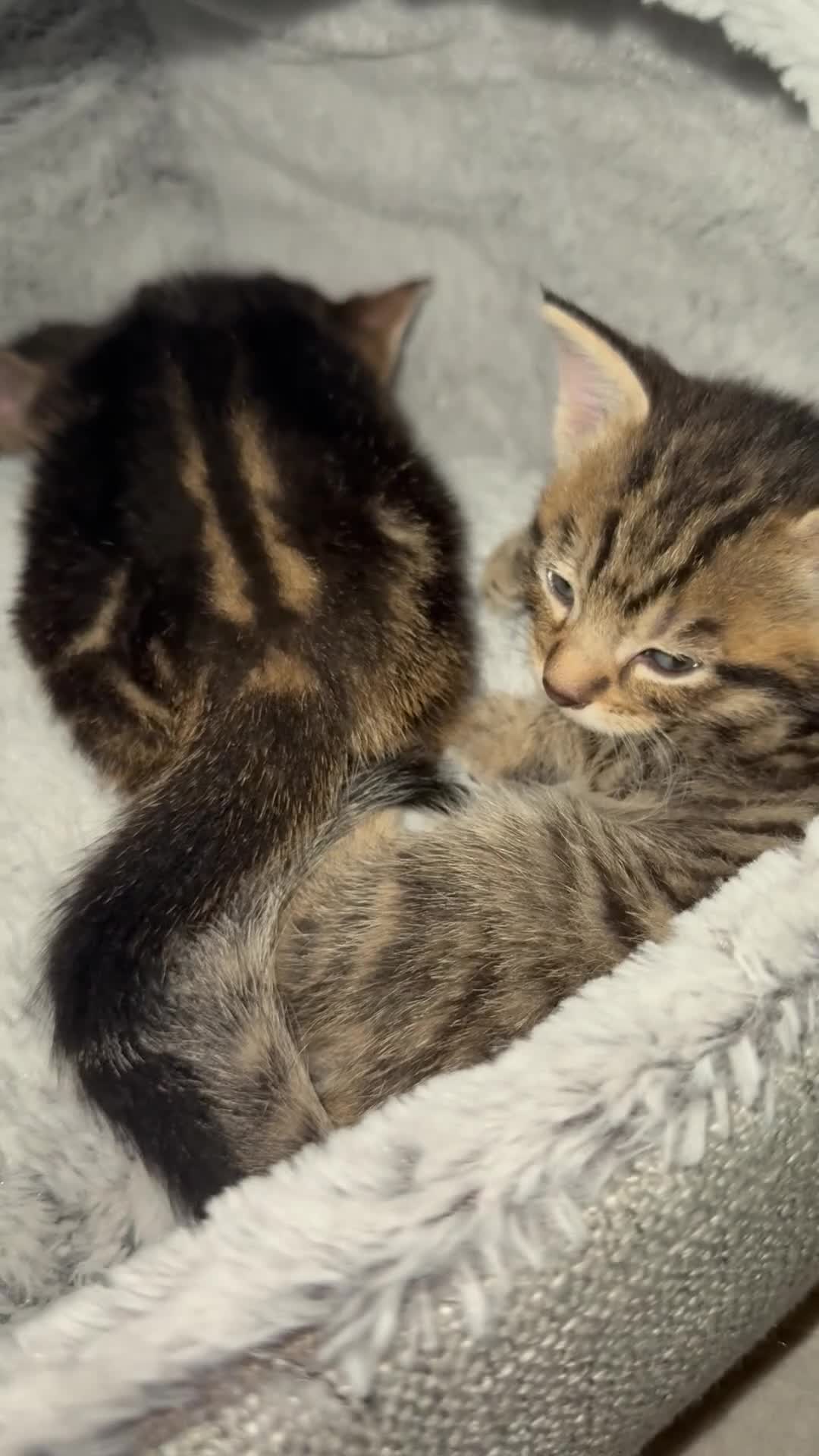 Mixed Breed cats for sale:  Kittens Looking for Loving Homes  - Video 1