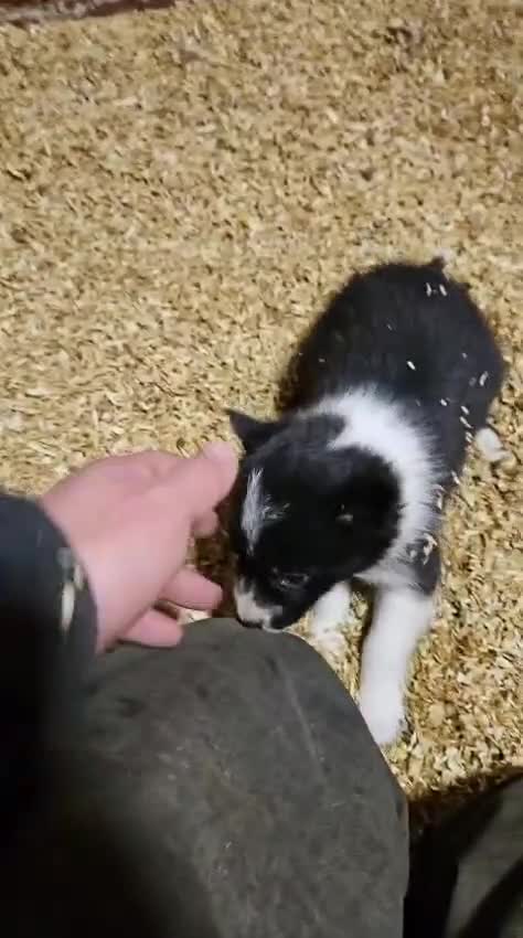 Border Collie dogs for sale: Border Collie puppies for sale  - Video 2