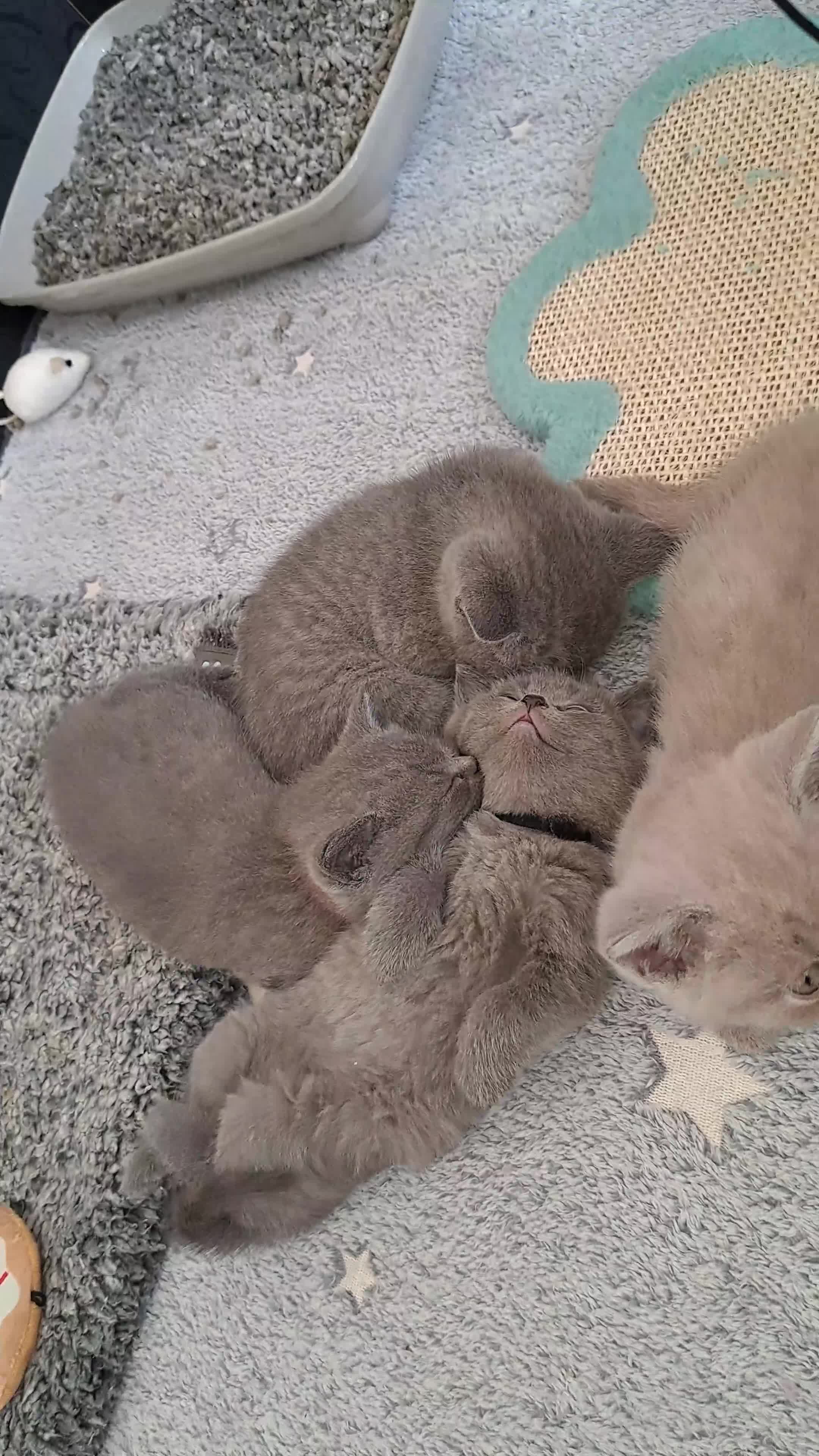 British Shorthair cats for sale: British Shorthair Blue are available  - Video 3