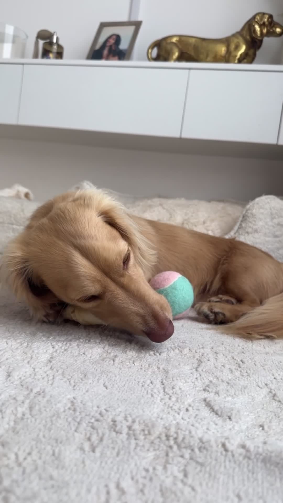 Miniature Dachshund dogs for sale: KC Registered 1Y/O long hair cream boy  - Video 1