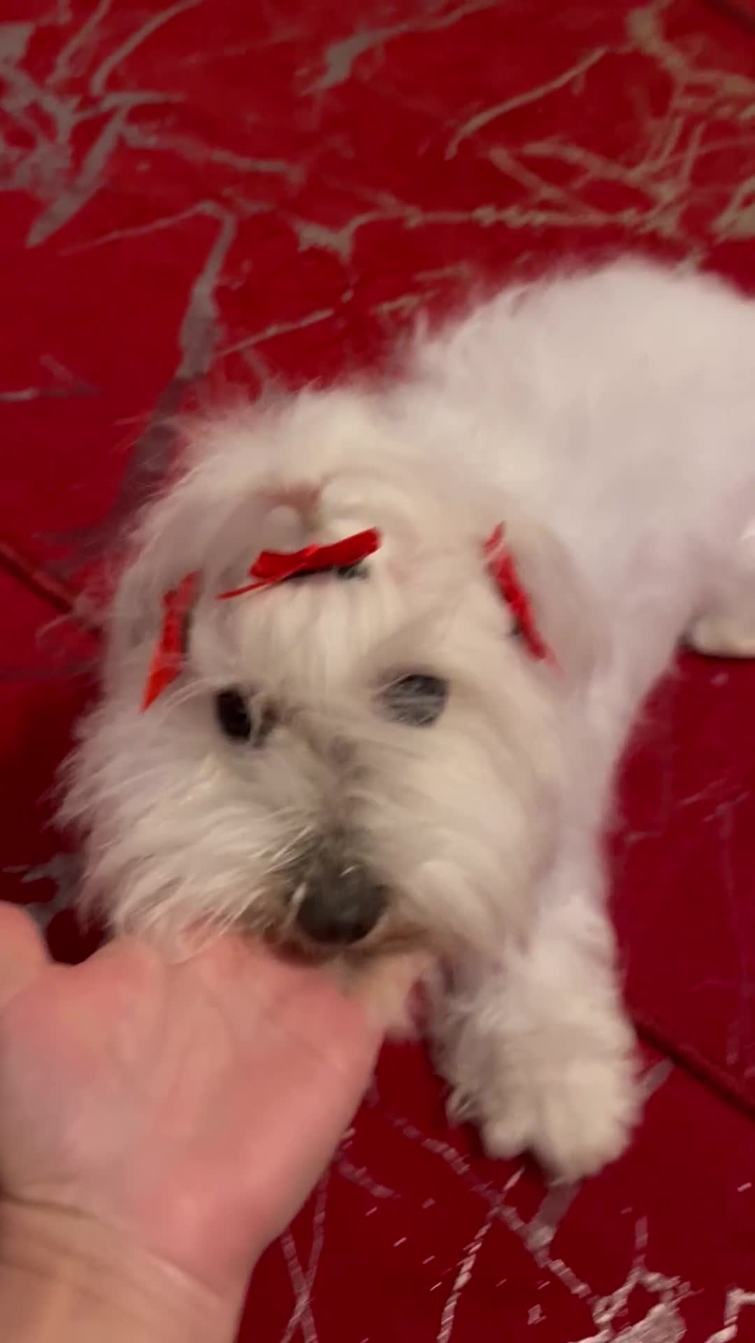 Maltese dogs for sale: Lolita is looking for a new loving family - Video 1