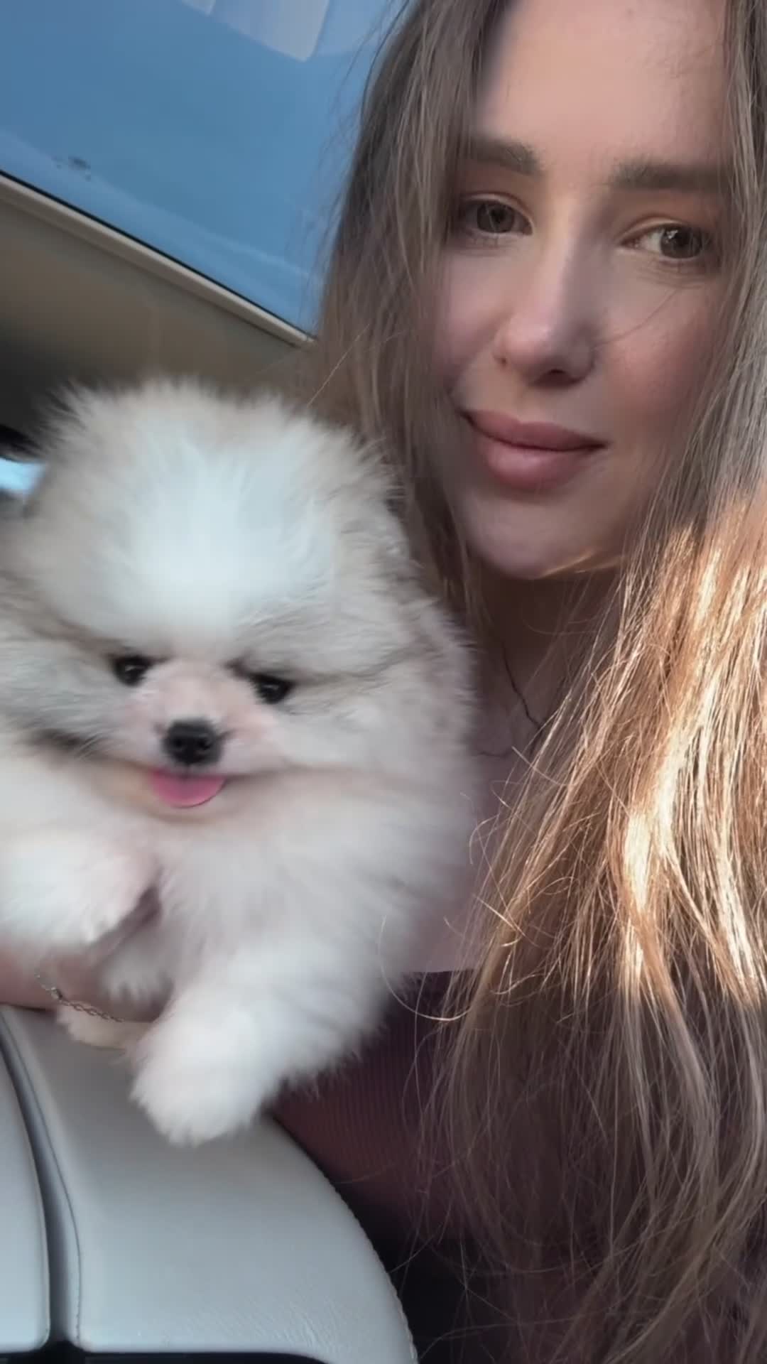 Pomeranian dogs for sale: Champion line🏆 Teddy Face 🧸 - Video 2