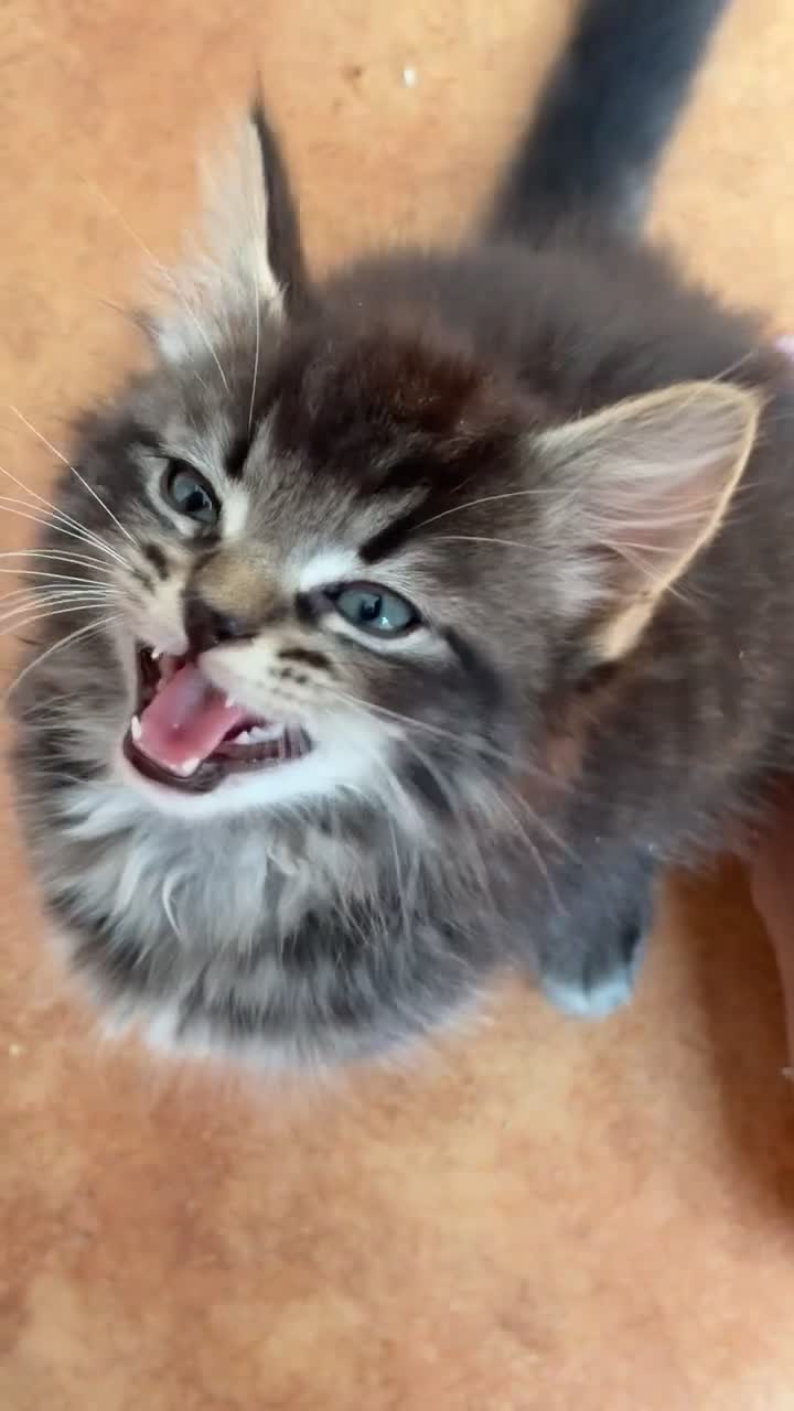 Mixed Breed cats for sale: Mix breed ragdoll kittens  in Romford - Video 3