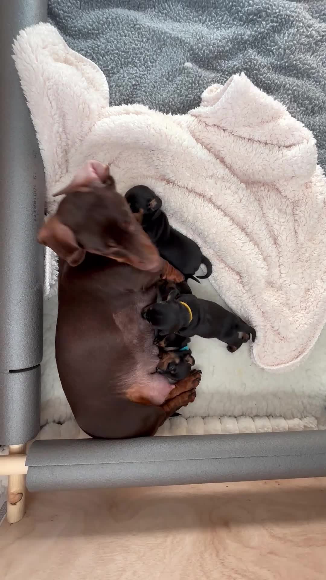 Dachshund dogs for sale: Talulahs and Theo’s 3 babies  - Video 1