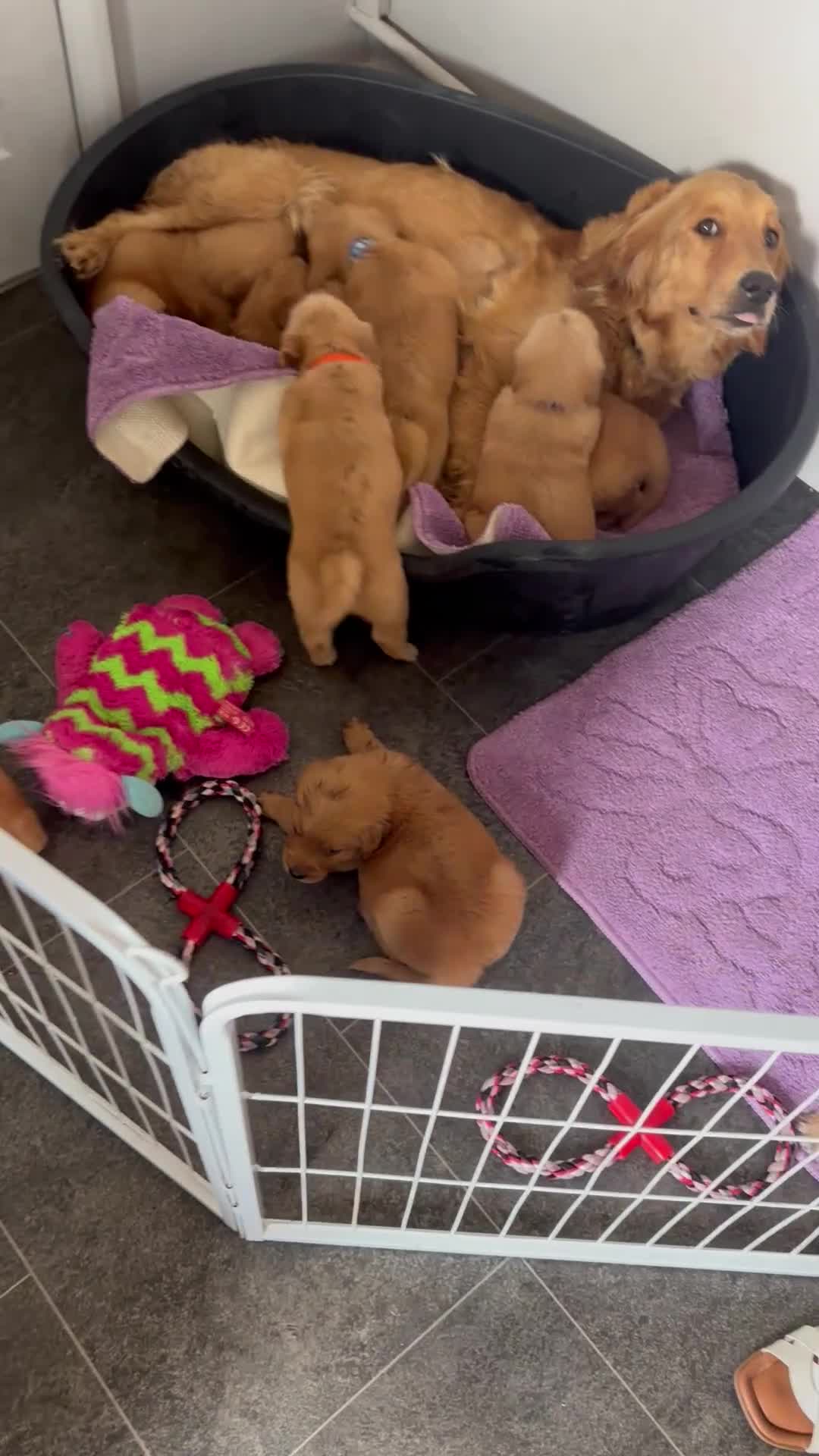 Golden Retriever dogs for sale: Beautiful golden retriever puppies  - Video 3