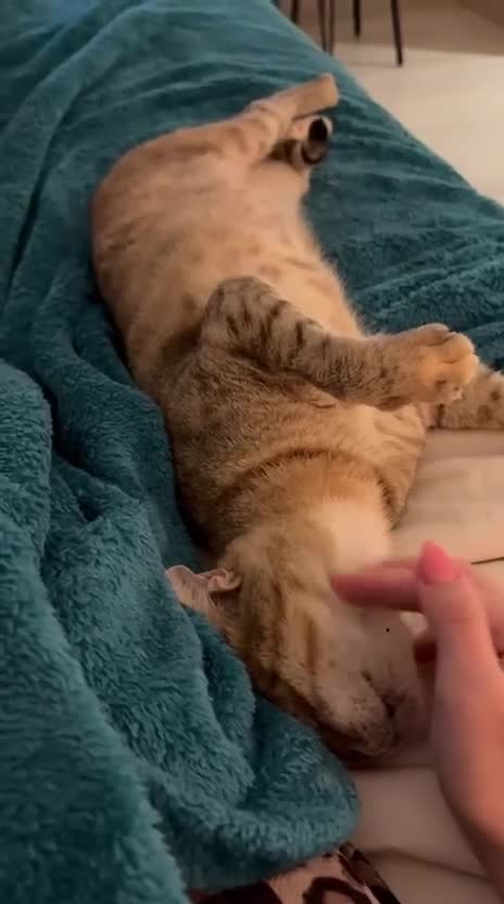 Mixed Breed cats for adoption: CARLA AMAZING RESILIENT FEET MISSING AFFECTIONATE  - Video 5