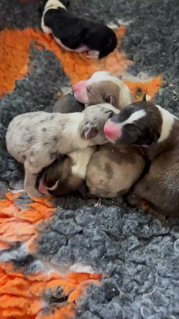 Border Collie dogs for sale: Beautiful border collie puppies - Video 1