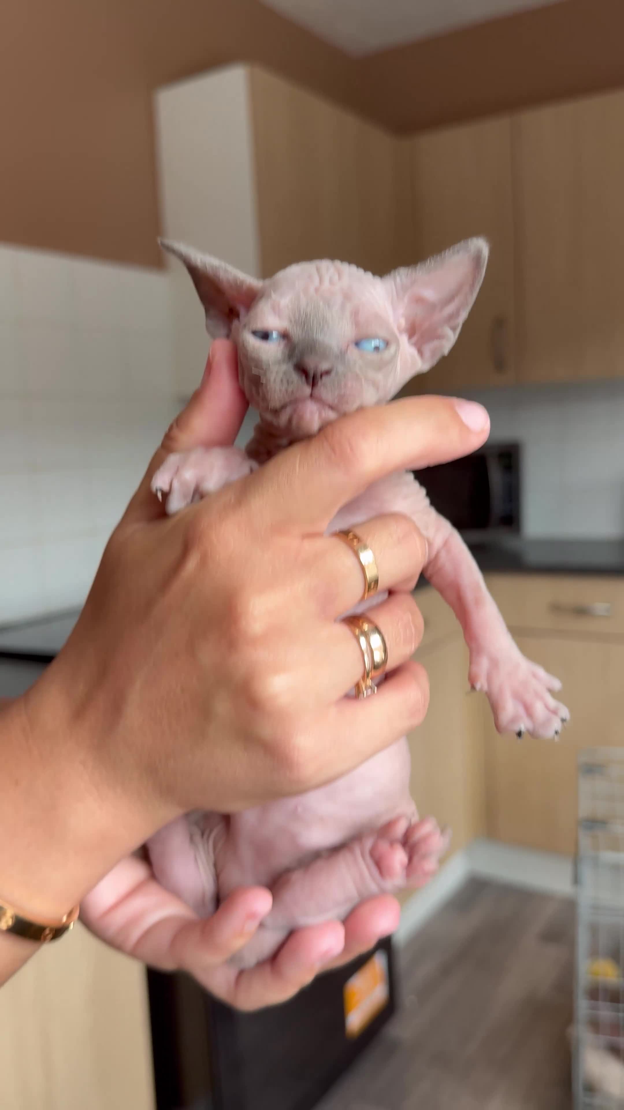Sphynx cats for sale: 3 Girls left TICA Canadian Elf Sphynx  - Video 2