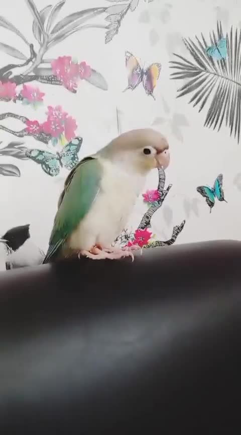 Conures birds for sale: Hand reared super tame conure  - Video 2