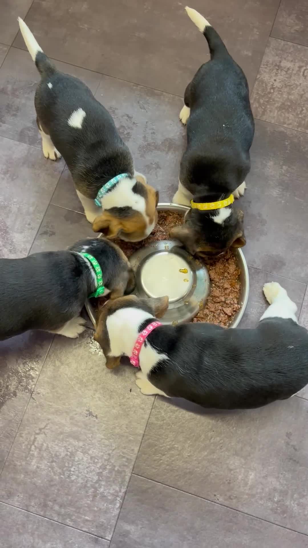Beagle dogs for sale: 2 Beagle Girl Pups left -(KC Reg), Champ Bloodline - Video 3