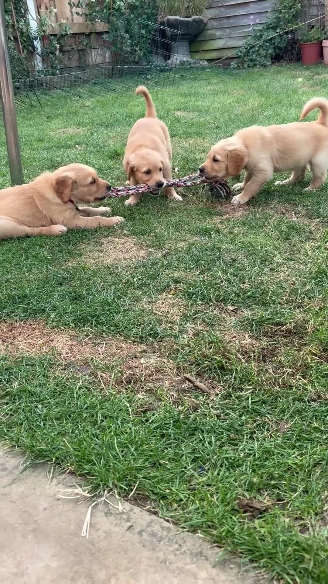 Golden Retriever dogs for sale: 🐾 Ready Soon!! KC Golden Retriever Male Puppies - Video 2