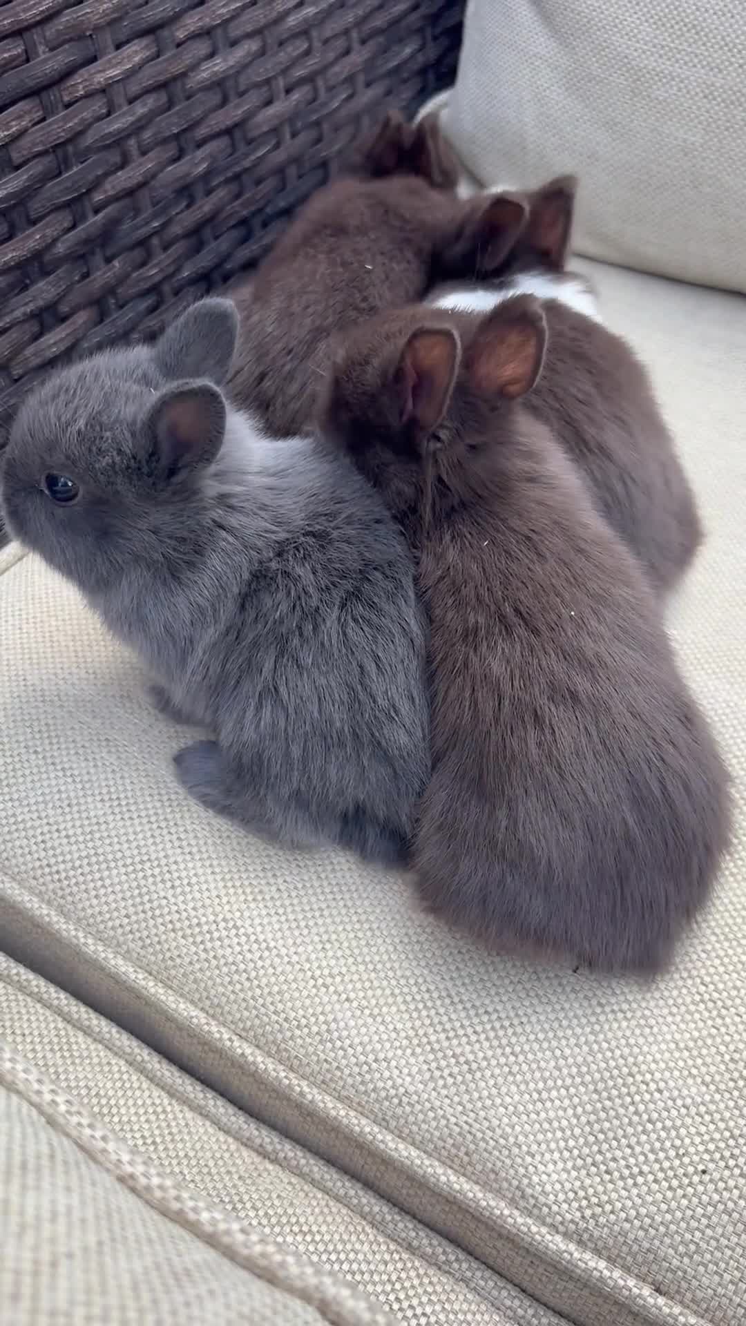 Netherland Dwarf rabbits for sale: Pure Netherland dwarf babies  - Video 1