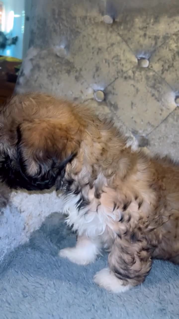 Shih Tzu dogs for sale: 🐶✨ Beautiful Shih Tzu Puppies for Sale! ✨🐶 - Video 4