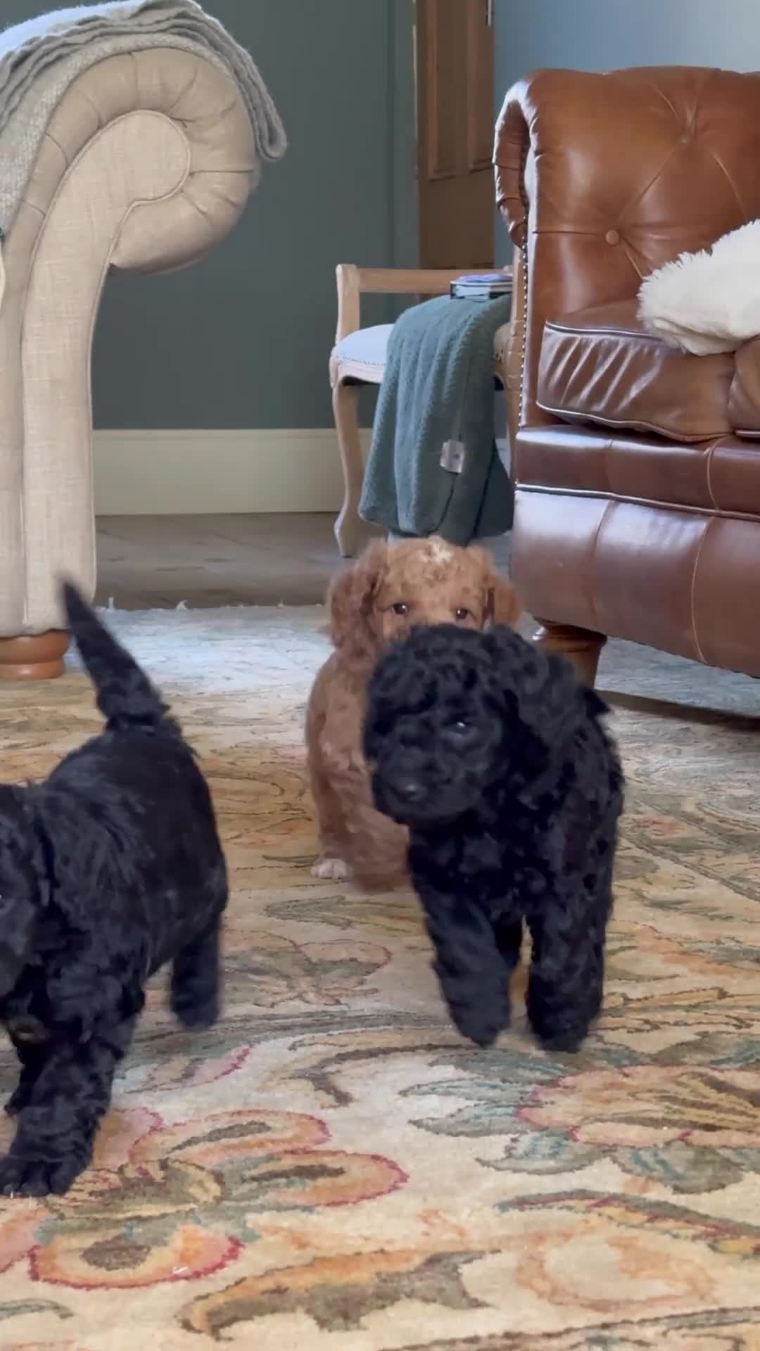 Australian Labradoodle dogs for sale: Two Australian Labradoodle puppies - Video 1