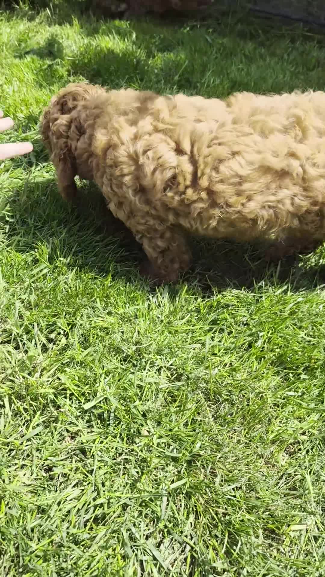Cavapoo dogs for sale: Adorable Red F1B Cavapoo Puppies - Video 1