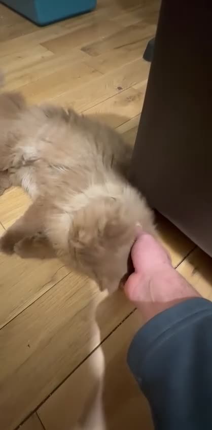 British Longhair cats for sale: GCCF Registered chocolate British longhair kitteN  - Video 1