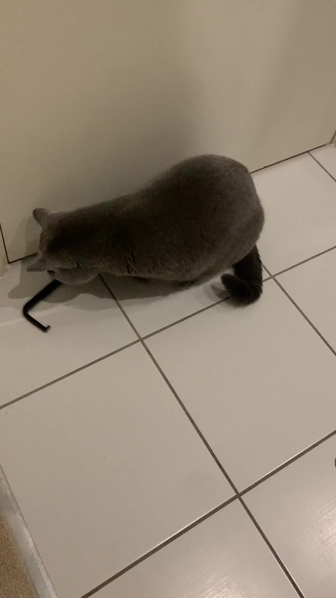 British Shorthair cats for sale: A loving and very affectionate 6 year old BSH boy - Video 2