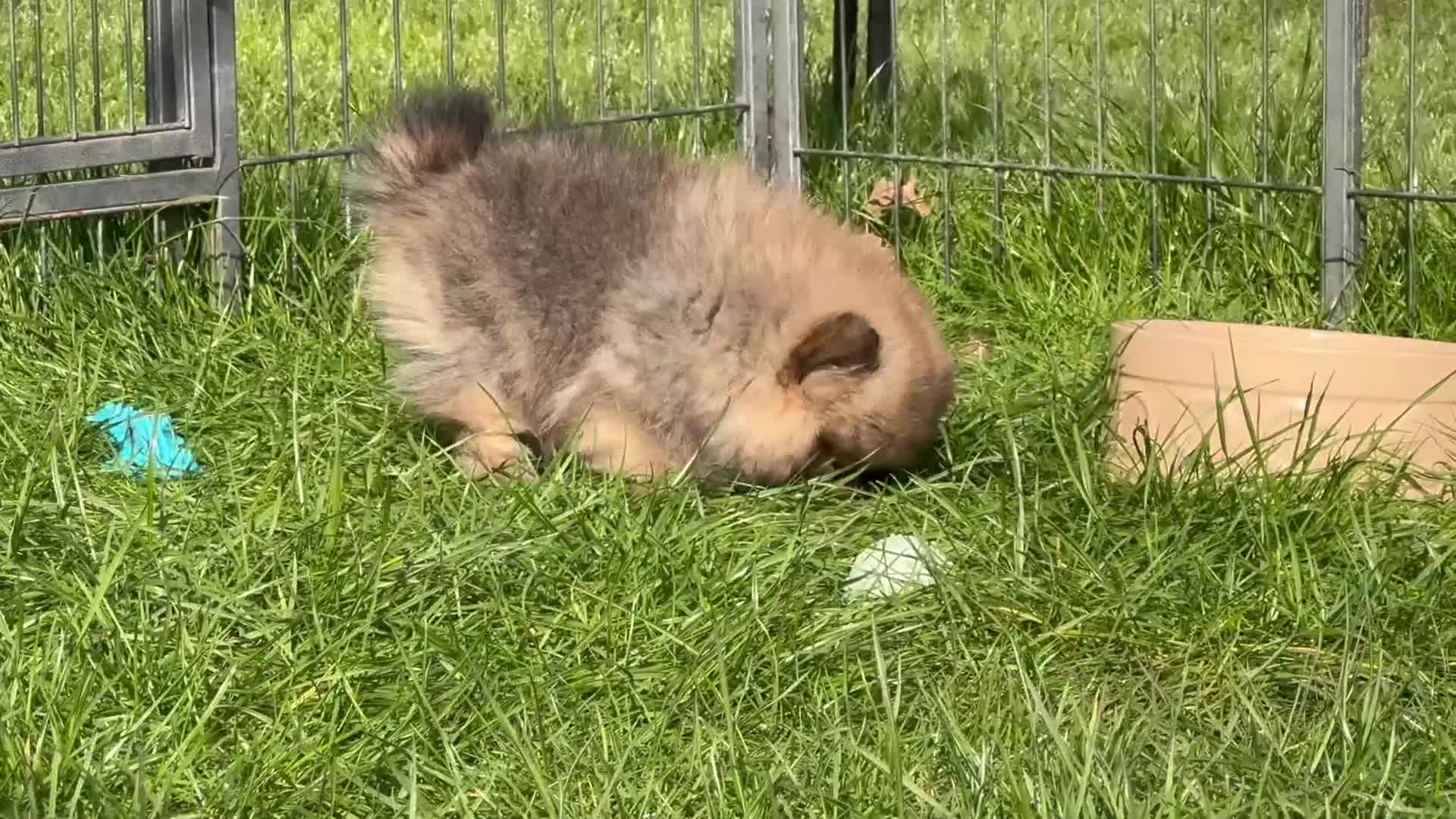 Pomeranian dogs for sale: BEAUTIFUL POMERANIAN GIRLS AVAILABLE  - Video 1