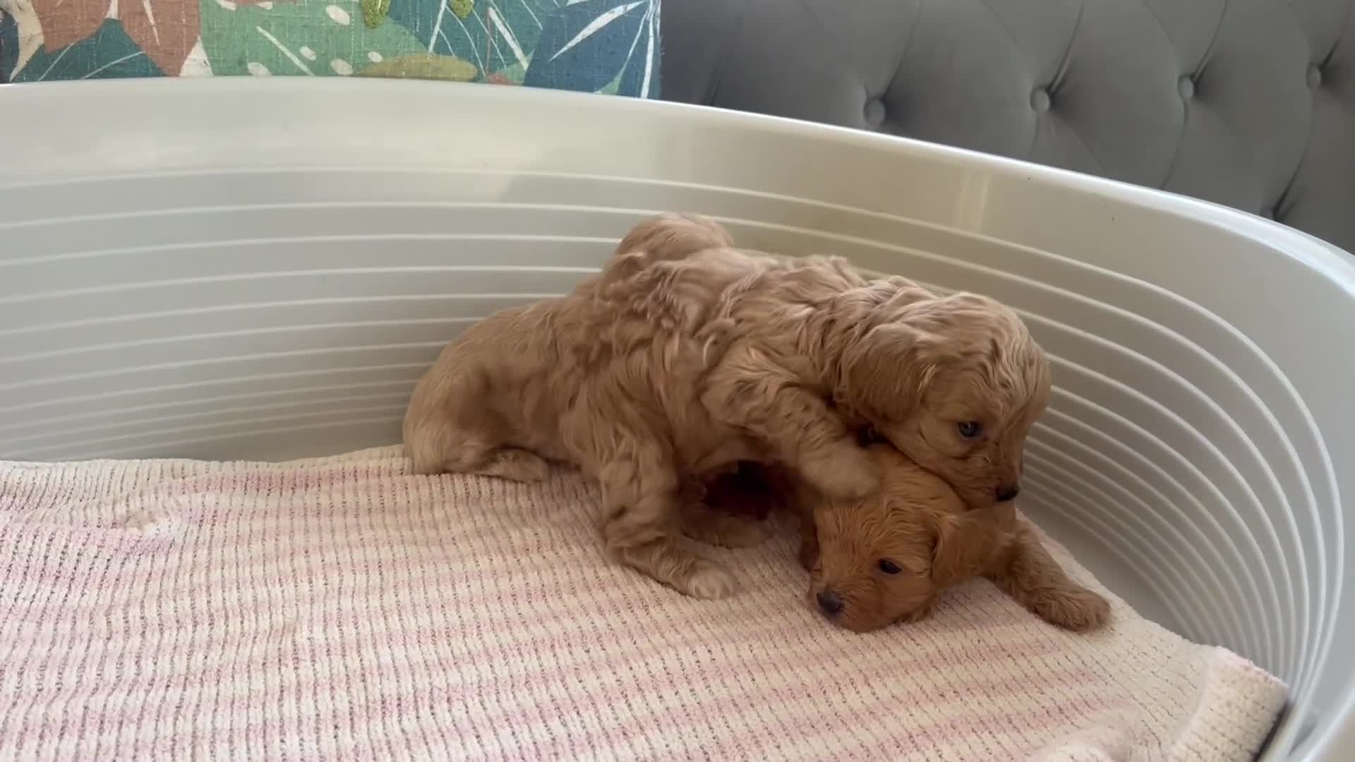 Maltipoo dogs for sale: Gorgeous Maltipoo Puppies - Video 1