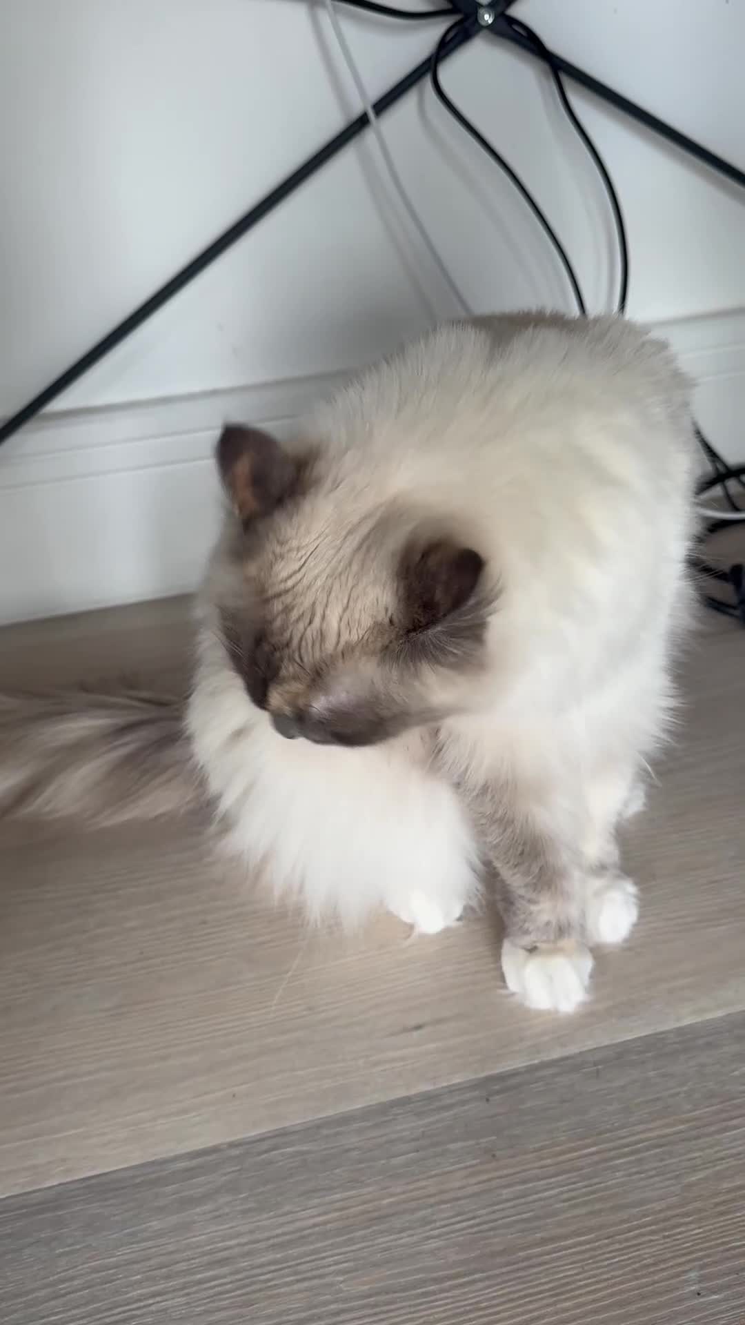 Ragdoll cats for sale: Beautiful GCCF active Ragdoll Queen  - Video 1