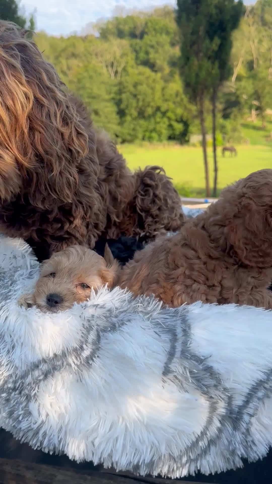 Cockapoo dogs for sale: Lovely litter cockapoo  - Video 1