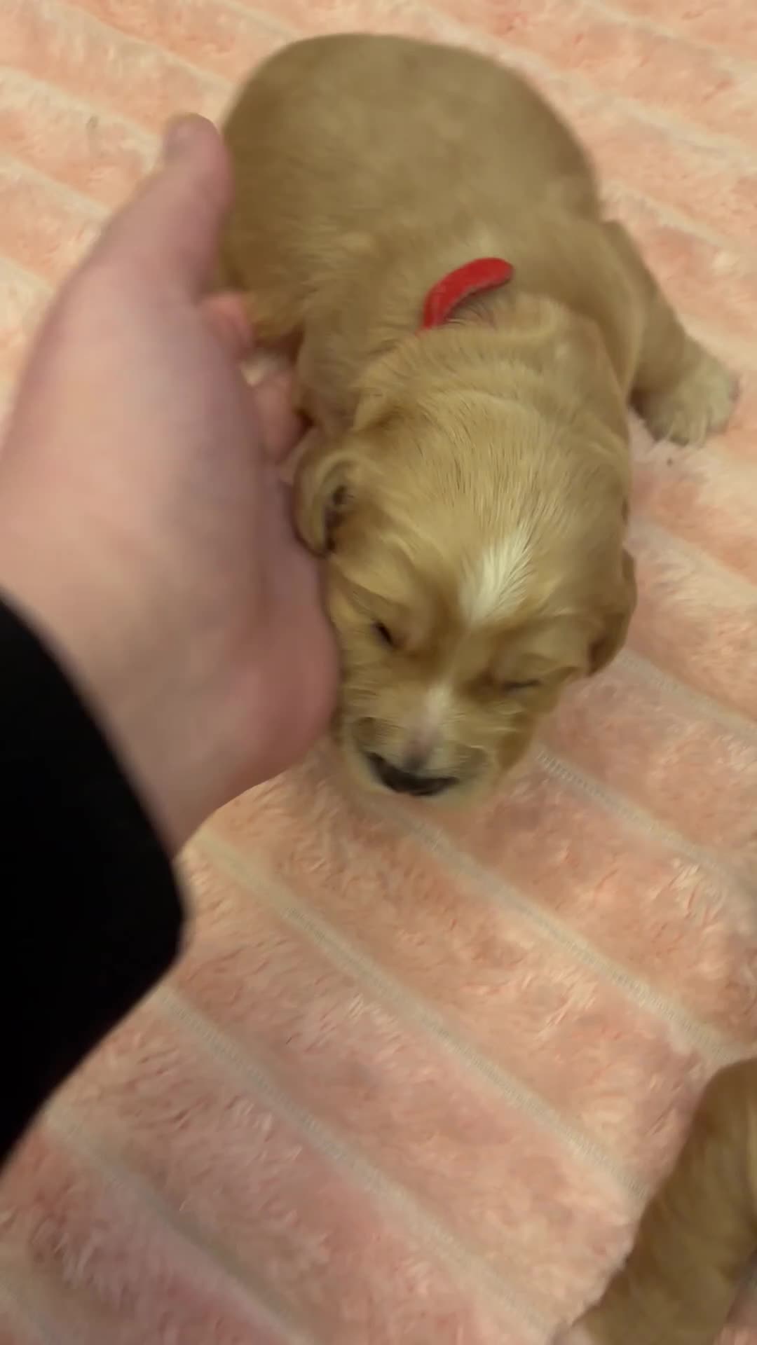 Cocker Spaniel dogs for sale: 6 beautiful cocker spaniels ALL DEPOSIT PAiD - Video 1