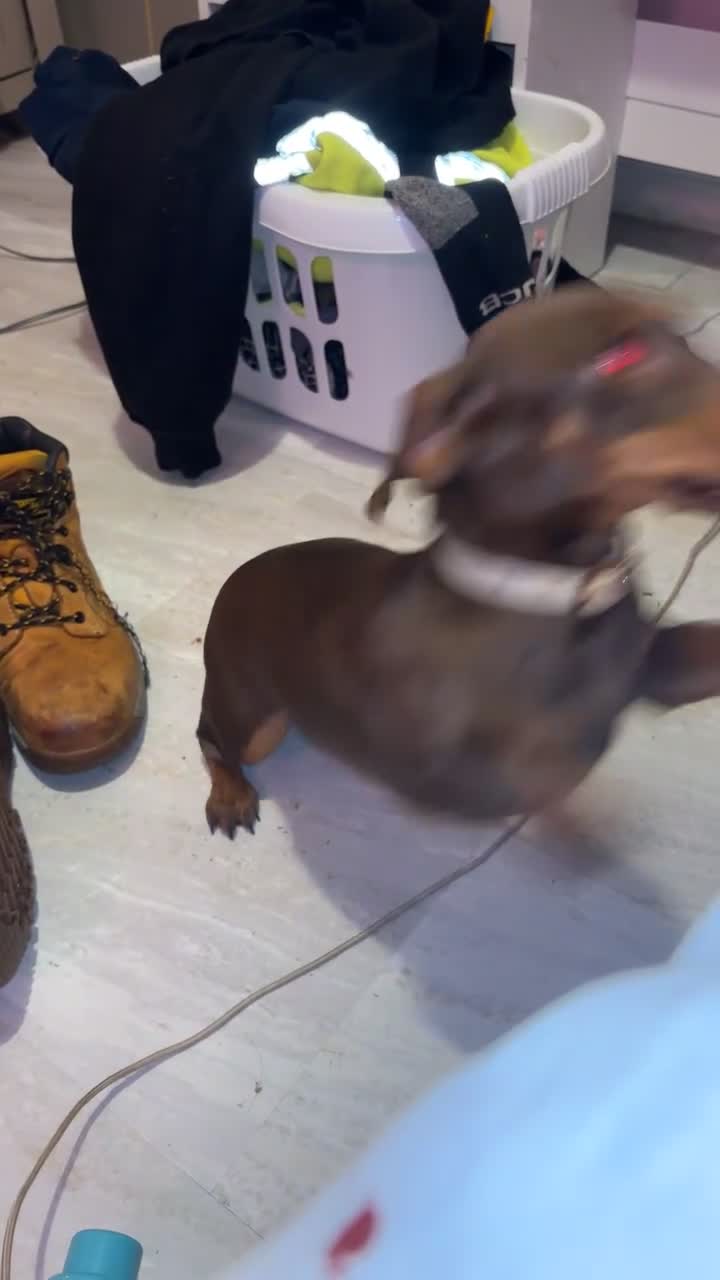 Miniature Dachshund dogs for sale: One year old miniature dachshund  - Video 1