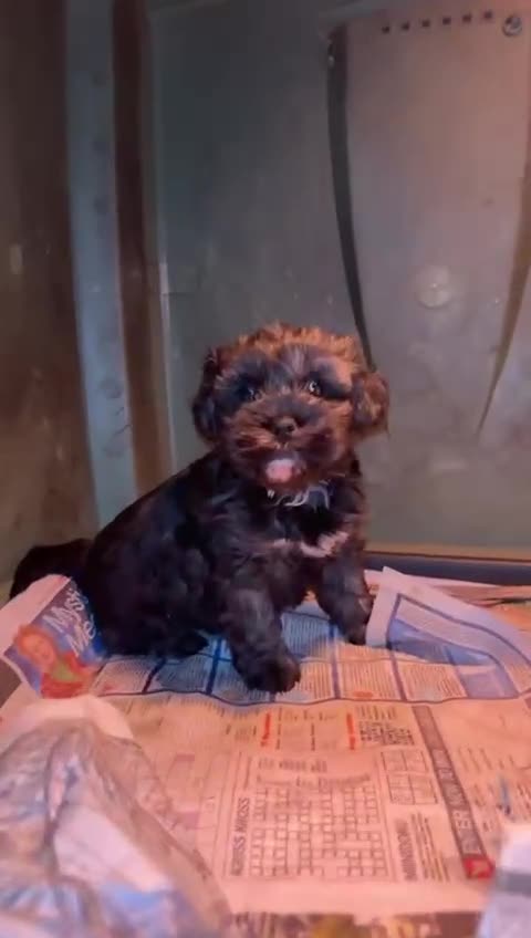 Mixed Breed dogs for sale: Maltese x Shih tzu  - Video 2