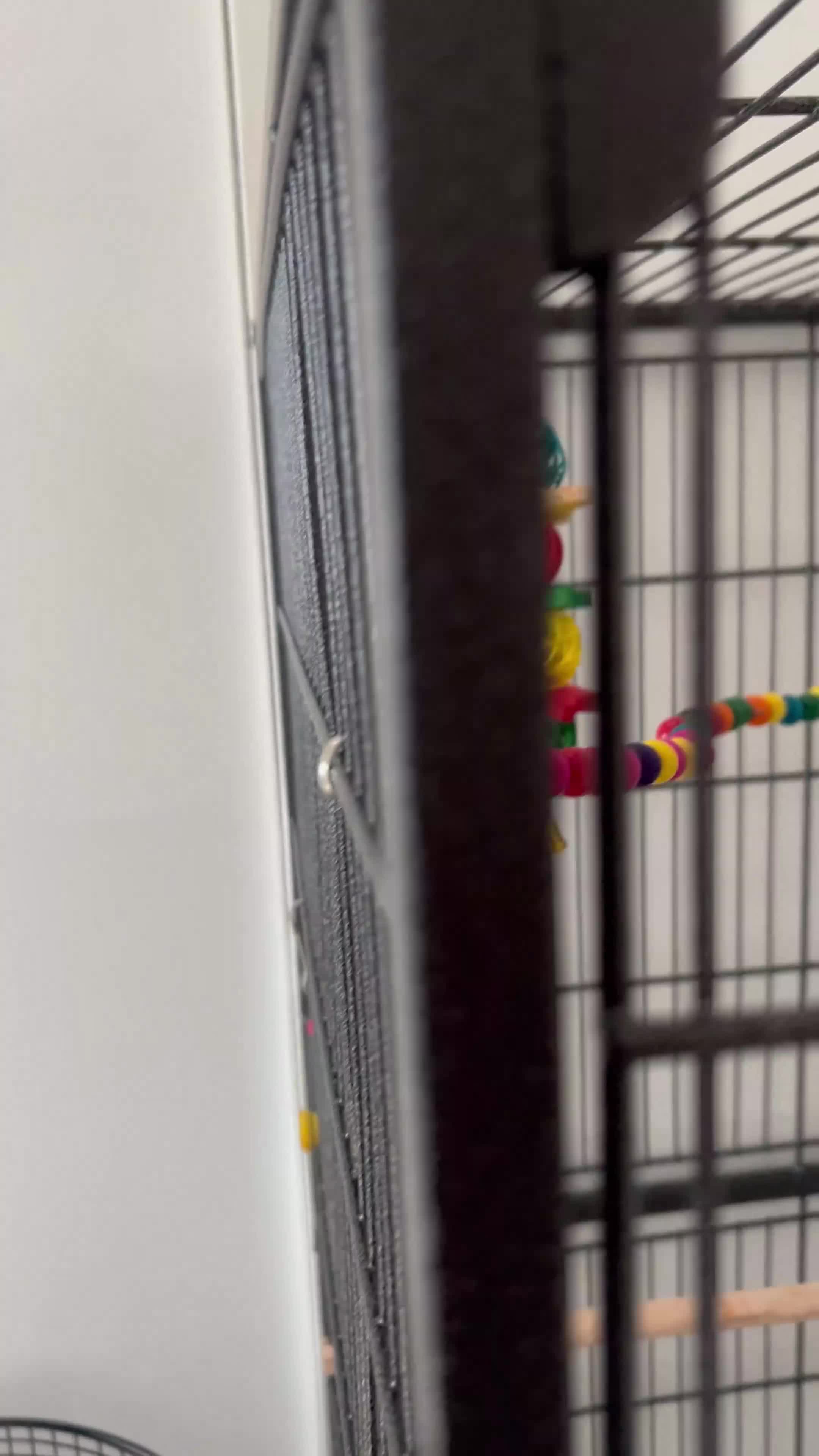 Conures birds for sale: Baby hand reared green cheek conure - Video 1