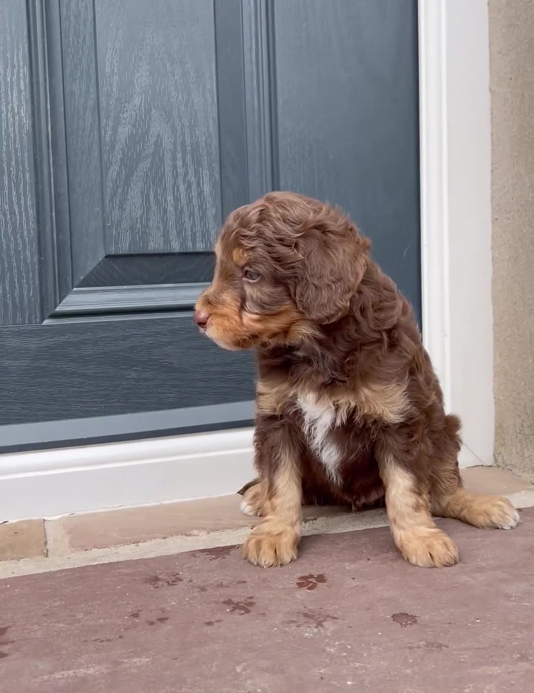 Bordoodle dogs for sale: OUTSTANDING *TRI COLOUR* MINIATURE BORDOODLES - Video 1