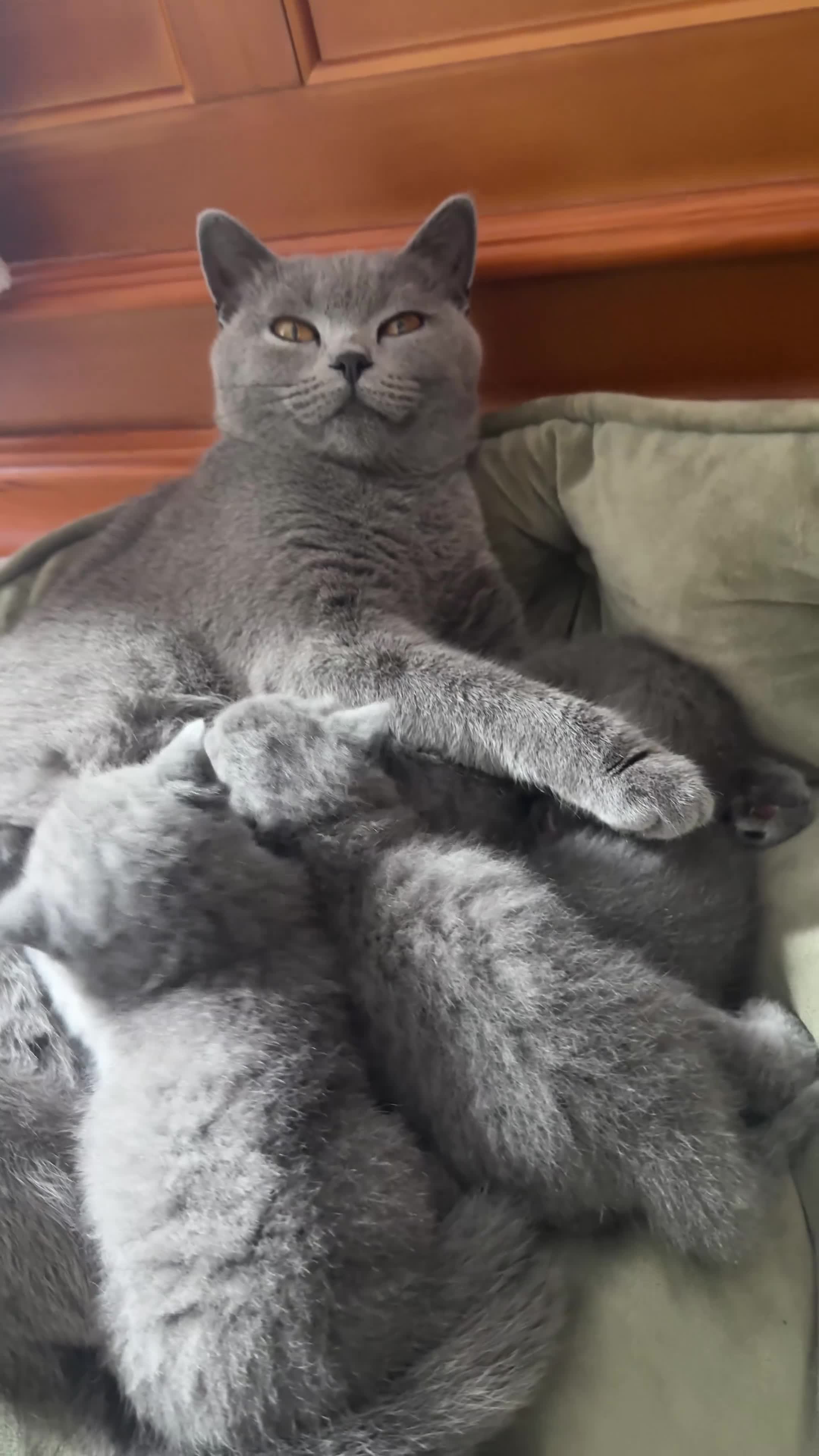 British Shorthair cats for sale:     British Shorthair  in Peterhead - Video 2