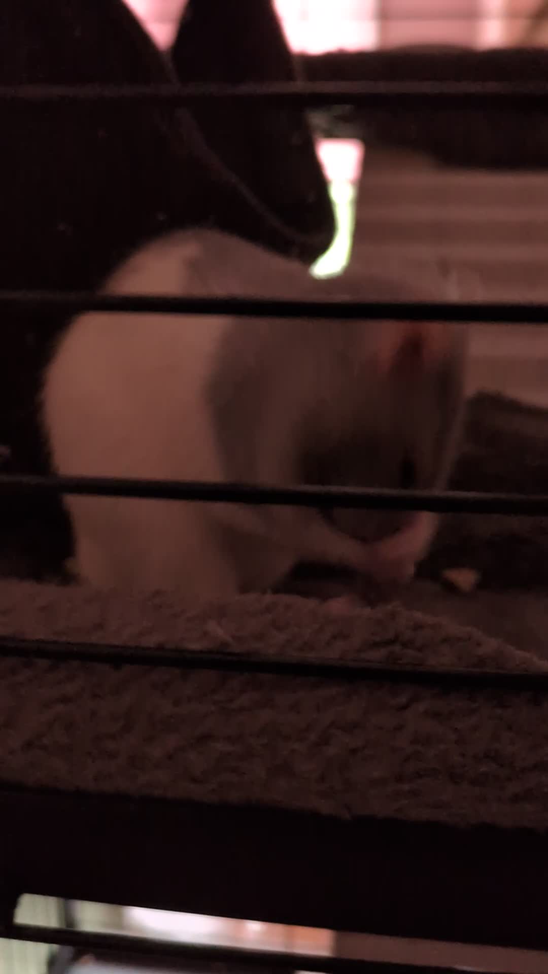 Rat rodents for sale: 2 female rats - Video 1
