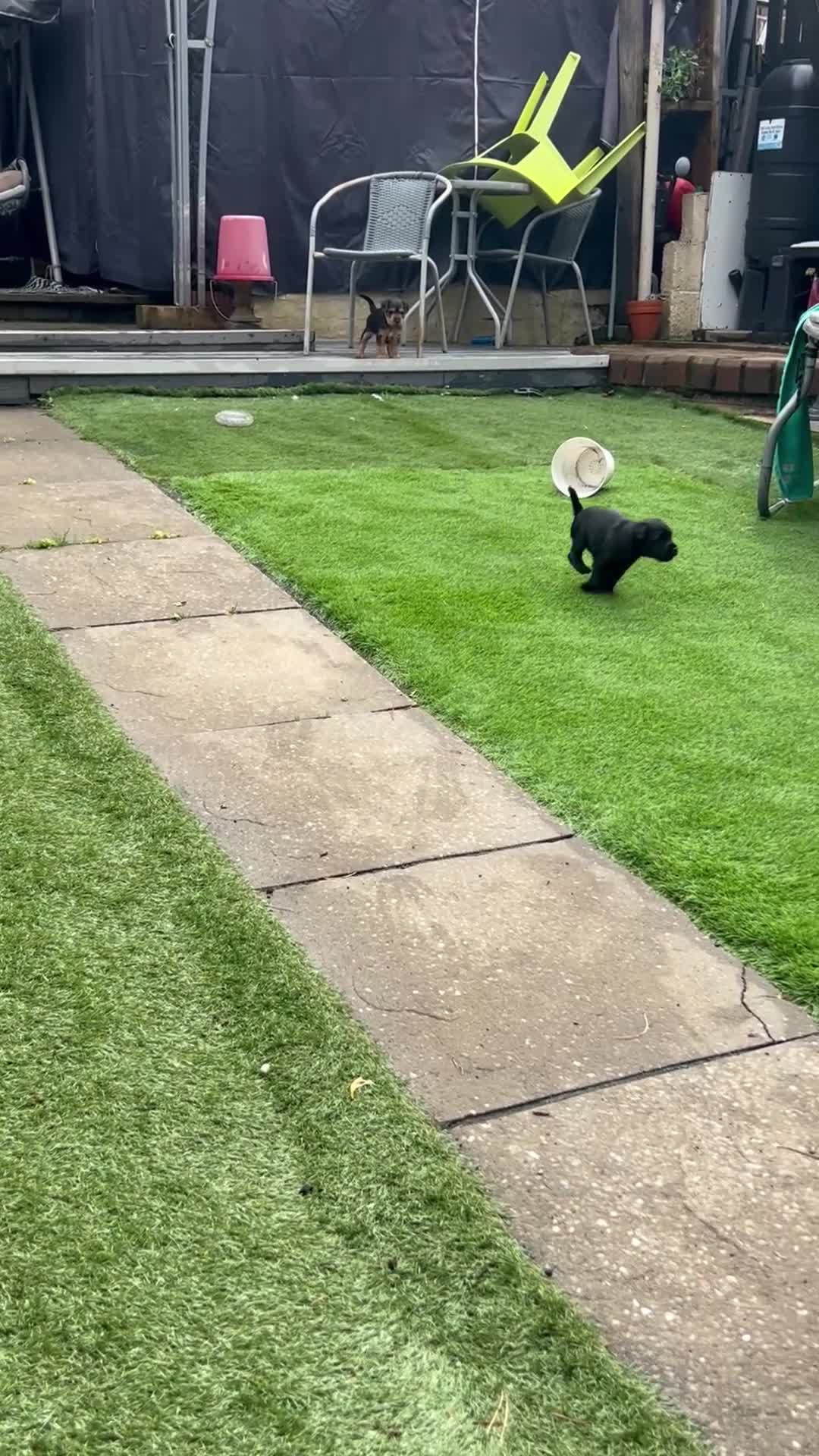 Patterdale Terrier dogs for sale: Patterdale girl in Coatbridge - Video 5
