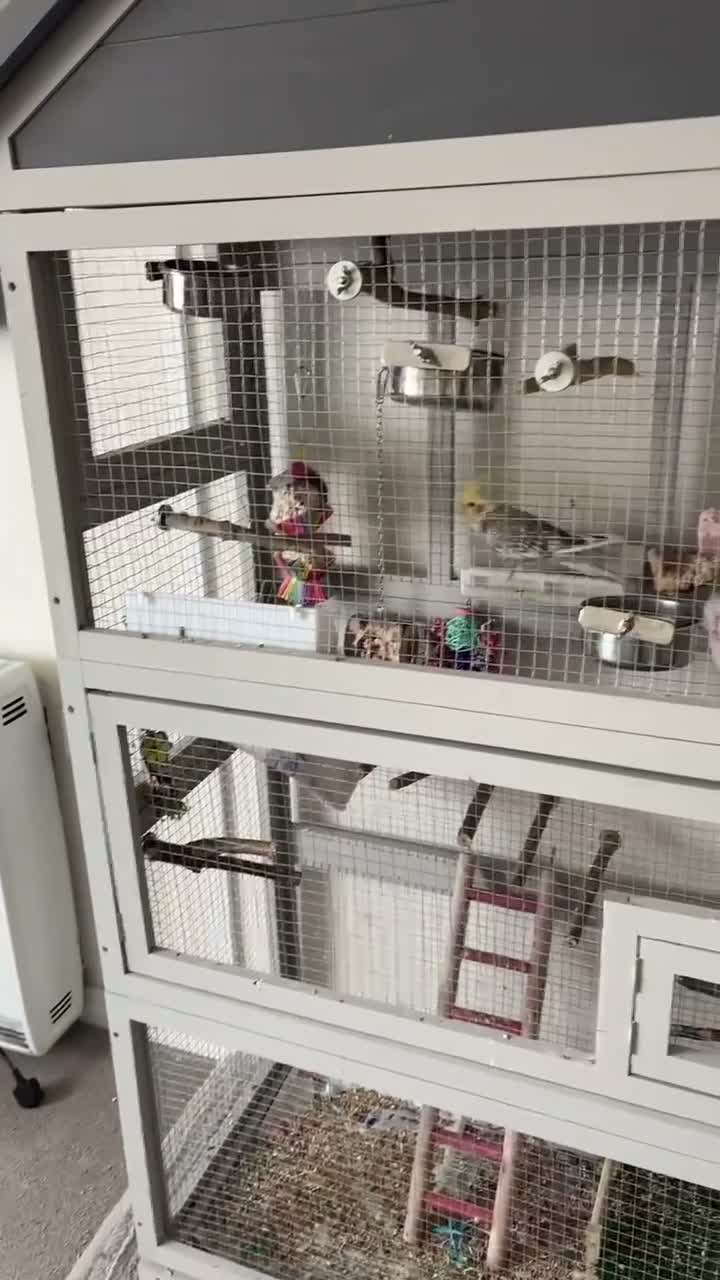 Cockatiels birds for sale: 2 cockatiels pair in Romsey - Video 1