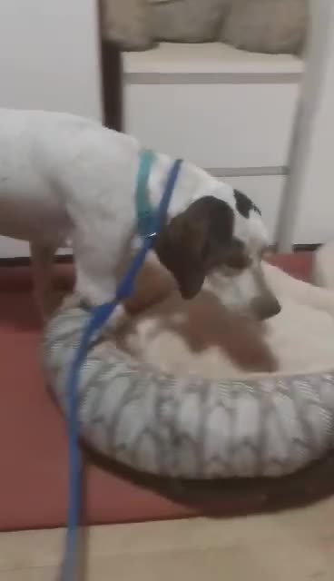Pointer dogs for adoption: Raffie is looking for a perfect home  - Video 1