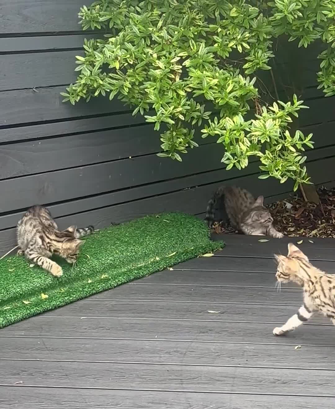 Savannah cats for sale: Savannah Kittens - Video 1